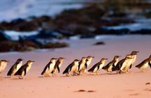 Premium Phillip Island Penguin Parade Tour from Melbourne 