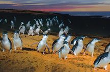 Premium Phillip Island Penguin Parade Tour from Melbourne 