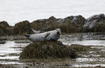 Seal Watching and Scenic Fjord Tour from Isafjordur Port