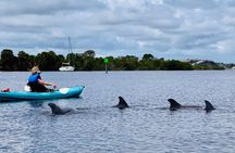 Dolphin and Manatee Kayak Tour of Daytona Beach
