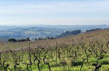 Guided tour and tasting at Fattoria La Leccia