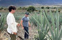 Organic Mezcal Experience in Oaxaca for a Day
