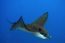Moorea Private Lagoon Tour Sharks Rays Turtles and Snorkeling