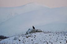 Midnight Sun Hike and Scenic Fjord Tour from Tromsø