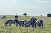 Tsavo East National Park Safari Tours with Lunch