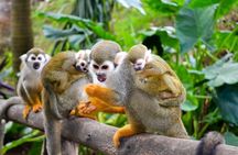 Shore Excursion: Damajagua Waterfalls & Monkeys Encounter