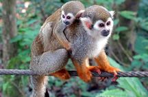 Shore Excursion: Damajagua Waterfalls & Monkeys Encounter