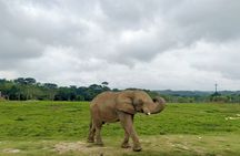 Visit Hacienda Naples Theme Park by Pablo Escobar