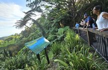 Cape Tribulation, Mossman Gorge and Daintree Rainforest Day Tour