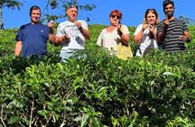 Private River Safari Tea Factory Turtles hatuchery Day Tour
