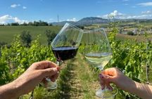 Organic Wine Tasting and Local Food with View near Rimini