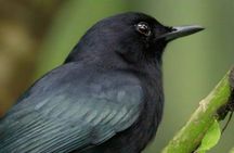 Private Birding and Nature Tour in Cozumel