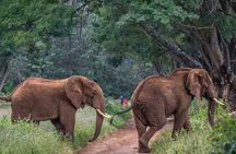 5 Days Tanzania Big Cat Safari