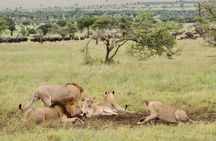 5 Days Tanzania Big Cat Safari