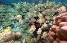 Taha’a Reef Tower Swimming and Reef Pool