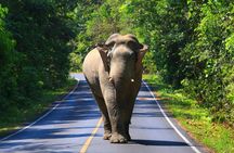 Khao Yai National Park Full Day Private Tour