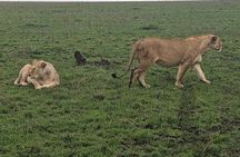 3 Day Serengeti and Ngorongoro Private Safari