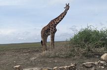 3 Day Serengeti and Ngorongoro Private Safari