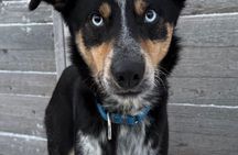 1,5 hour Husky experience in Pyhatunturi 