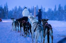 1,5 hour Husky experience in Pyhatunturi 