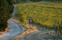 Guided tour and tasting at Fattoria La Leccia