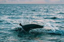 Bali and Lovina with Sunrise Dolphin Tour and Snorkeling