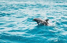 Bali and Lovina with Sunrise Dolphin Tour and Snorkeling