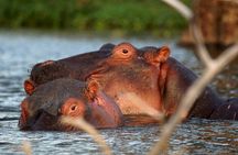 Lake Naivasha & Hell’s Gate National Park Day Tour from Nairobi
