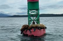 Private Whale Watching Experience (Up to 6 Guests)