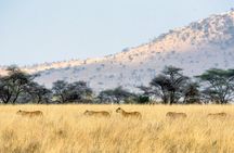 2 Days Tanzania Joining Group Safari to Tarangire and Ngorongoro