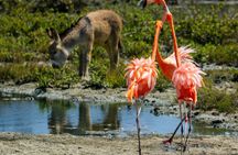 Private Bonaire North & South Tour