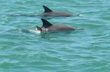 Clearwater Dolphin Kayak Tour and Bird Island Adventure