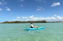 Clearwater Dolphin Kayak Tour and Bird Island Adventure