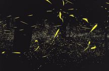 Great Smoky Mountains Rare Synchronous Firefly Waterfalls Walk