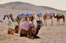 Agafay Desert Dinner with Camel Ride from Marrakech Sunset Tour