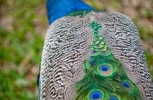The Must-Sees of Antananarivo the Queen's Palace and Zoo