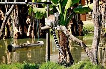 The Must-Sees of Antananarivo the Queen's Palace and Zoo