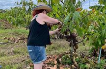 Thai Chocolate Experience in Chiang Mai