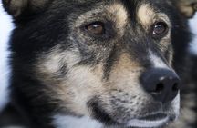 Evening Enchanting Arctic Aurora Husky Visit