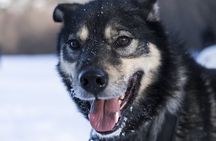 Evening Enchanting Arctic Aurora Husky Visit