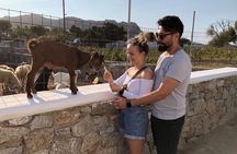 Mykonos Swim and Lunch Adventure Tour