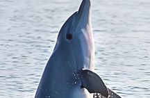 Dolphin Viewing Sunset Cruise