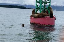 Private Whale Watching Experience (Up to 6 Guests)