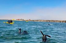 Seal Kayaking at Pelican Point from Swakopmund