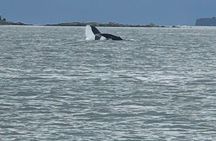 Private Juneau Adventure Whale Watching Kayaking and Glacier View