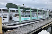 Dolphin Viewing Sunset Cruise