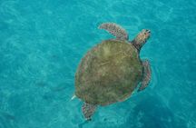 Wild Turtles & Shipwreck Snorkeling Cruise Experience In Barbados