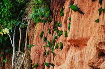 Parrots in Tambopata and search for sloths