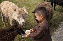 Authentic Kiwi Farm Tour at Woodstone Farm