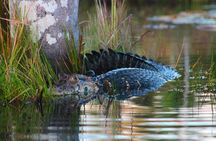 boat expedition along the Tambopata River and wild animals
